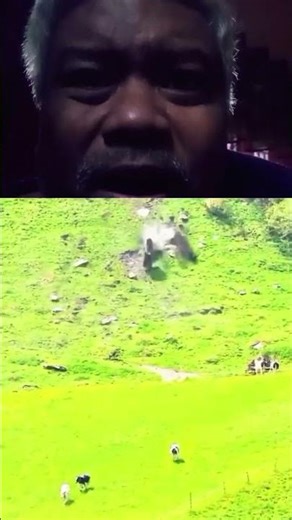 Rocks Fall from the Hill, Cows Run! 🤒#cow #rock #shorts