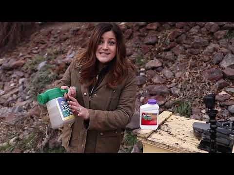 How to Spray Fruit Trees in the Winter 🌿🍎❄️ Garden Answer
