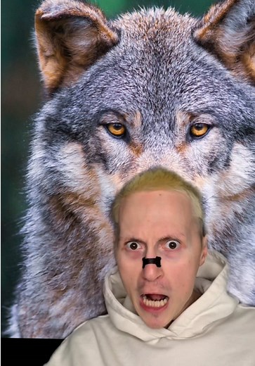Dispelling the Myth: The Alpha Wolf Explained