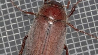 These 'clumsy' beetles sometimes end up stuck in your hair. What to know about June bugs
