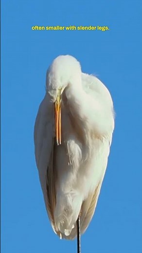 𓅣 BIRDS THAT GET COMMONLY CONFUSED WITH EACH OTHER: HERON VS EGRET! #herons #egret #shorts