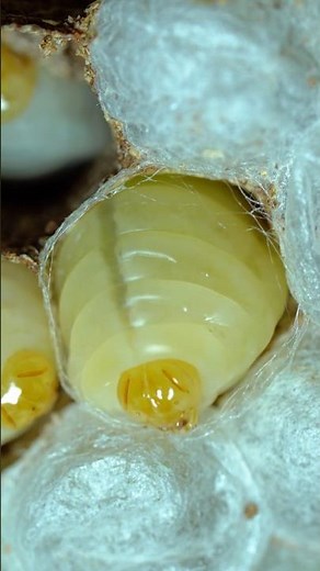 A Wasp Larva Spins Its Own Cocoon #wasp #lavrawasp #hornet