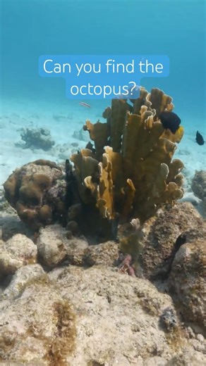 Find the Octopus: 🐙 Blends Into the Reef (20 minutes unedited full video linked)