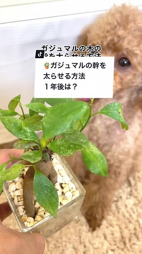 ガジュマルの幹を太らせる方法 #癒されたらハート押してね #ガジュマル #banyantree #観葉植物 #houseplants #育て方 #ブルーミングスケープ #きじむなー #妖精 How to thicken the trunk of a banyan tree! What will happen a year after planting?