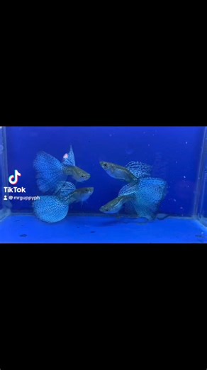 How to treat fin rot #MRGuppy #guppy #guppyfish #guppybreeder #guppyfarm #guppyphilippines #viralvideoシ #guppies | MR Guppy