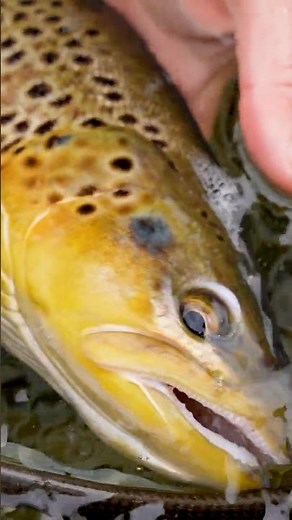 7 Winter Flies Most Anglers Overlook (Mistake!)