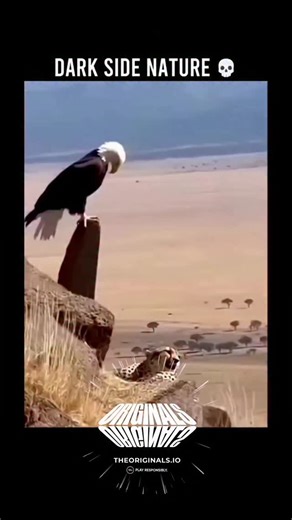 @ScienceMentor.io on Instagram: "Nature's Amoral Mechanisms: Beyond the "Dark Side" The label "DARK SIDE NATURE" refers to those aspects of the natural world that violate human notions of morality, fairness, and comfort. It highlights the amoral, often brutal mechanisms—like parasitism, predation, cannibalism, and extreme competition —that are essential for ecological function but appear cruel from an anthropocentric viewpoint. This "dark side" is not evil, but a reflection of evolutionary imper