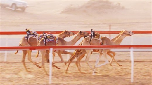 Camel racing: The sport of the Gulf