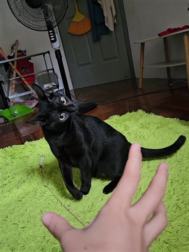 Sound Prank: Summon Your Angry Black Cat