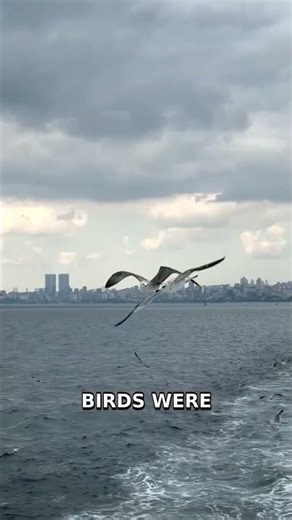 Ancient Micronesian Wayfinding: Navigating by Stars and Waves #Shorts