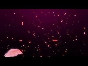 Beautiful feather background particles animation video footage, Background particles