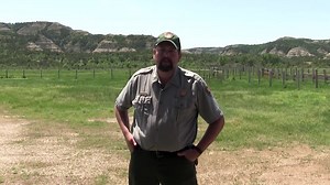 Protecting Bison - Bison (U.S. National Park Service)