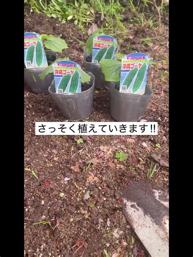 ゴーヤの苗を植えた🌱どこまで育つ!?