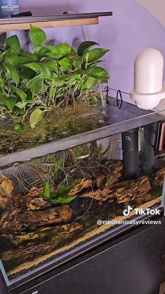 Aqua Miracle Filter Review: Best Solution for Algae