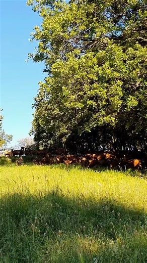 16 reactions | #fermederouville . . . #ferme #agriculture #panorama #paysage #photography #landscape #landscapephotography #naturephotography #nature #naturelovers #montagnes #mountains #montainsphotography #montainlovers #montagne #vue #cevennes #cevennesnationalpark #saintjeandugard #animals #earthpix #wonderoutdoors #earthfocus #liveoutdoors #earthscope #artofvisuals #natureaddict #chevre #goat | Ferme de Rouville | Facebook