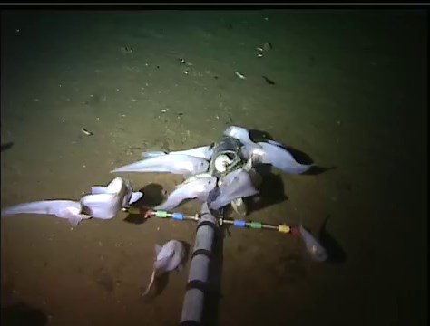 Deepest Fish Ever: Mariana Snailfish Caught At Depth Of 8,000 Meters