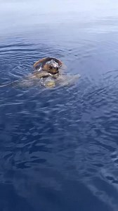 Just some turtles 🐢 doing turtle 🐢 things | Zakynthos