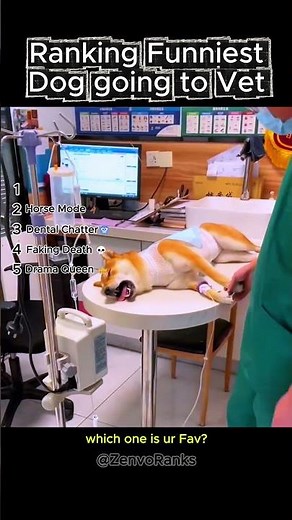 Ranking The Funniest Dog Going To Vet Moments 😂 🐶 #funny #dog #vet