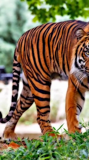 #CapCut #Master2023byTikTok #thegioidongvat #animalworld #animalworld #animal