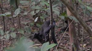 A monkey (Celebes crested macaque) sitting on a tree in the jungle, looking curiously around. Filmed in slow motion in Sulawesi, Indonesia, within Tangkoko National Park.