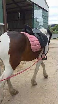 Taking My Horse Out of the Arena for the First Time on Long Lines