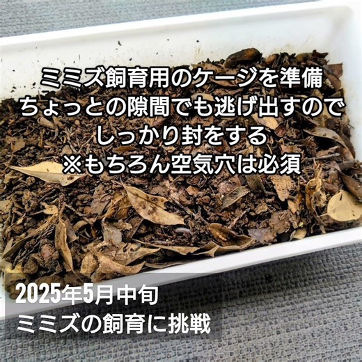 2025年5月中旬、ミミズ飼育への挑戦と失敗。 #とかげ生態観察 #ミミズ #サワガニ #ニホントカゲ