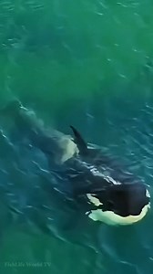Just inches from being eaten an orca strikes a sea lion in the shallow beach waters. 🦭🐋😱😱😱 . . #sealion #orcawhale #killerwhale #orca #wildlife #NatureDocumentary #oceanlife #marinelife #FishLifeWorldTV | FishLife world TV