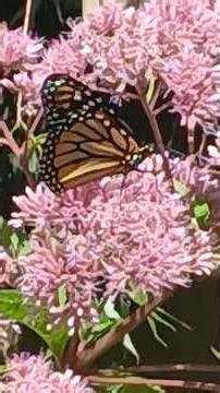 Vibing with butterflies