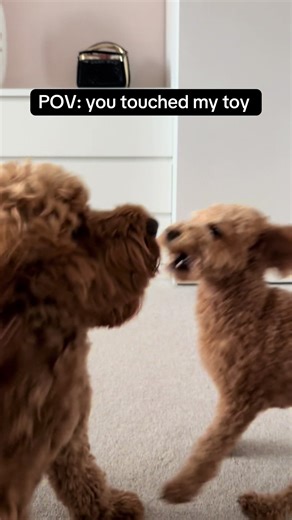 Ted vs Chester 🥊 #cockapoo #cockapoopuppy #cavapoo #cavapoopuppy