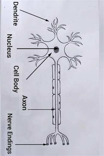 How to Draw Neuron Diagram step by step || Neuron Diagram easily for beginners