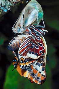 How to Re-Hang a Cocoon