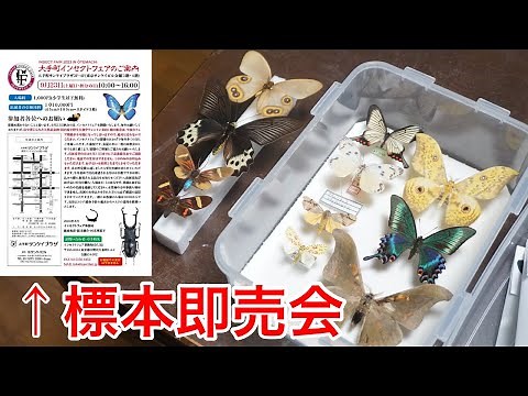国内最大級の標本即売会で購入した戦利品を紹介します…！【大手町インセクトフェア2023】