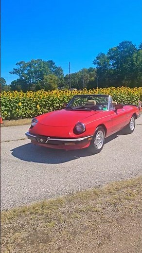 The Ultimate Summer Classic: 1980s Alfa Romeo Spider Veloce 🌻 | Classic Italian Roadster