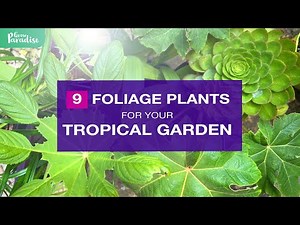 9 TROPICAL FOLIAGE plants for your garden