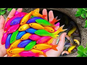 MONSTER FISH HAUL! Turning Our Backyard Pond Into an Aquarium Paradise