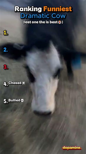 Ranking Funniest Dramatic Cow 😭🐮