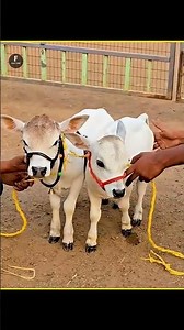World’s Smallest Cow 😱 #facts #shorts