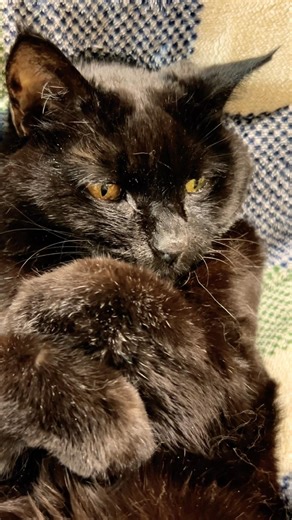 エジプトの音楽聞かせたら、なんか思い出したかもしれない #cat #老猫