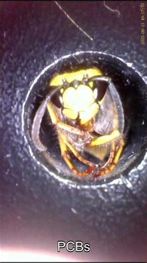 Otoscope as a PCB inspection camera