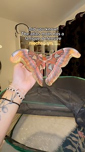 25K views · 931 reactions | The giant atlas moth has a special kind of defensive mechanism! Her wings aren’t only pretty to look at, they help protect her from some predators  Do you see it too? | Jumping spider & Moth life | Facebook