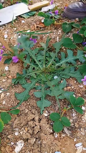 88K views · 165 reactions |  Weeding time garden therapy #weeding #harvest #fertilization #smartfarming #OrganicFarming #gardeningtips #farmingtips #agriculturefarming #fruitfarming #garden #machinery #plant #tools #interesting #farmingsimulator #gardening #farming #vegetables #farmlife. #plants #farming #satisfying #tricks #tips #shorts #agriculture #farmer #youtbeshorts #noamanreaction #facebookreelsviral #facebookreels | Noaman Reaction | Facebook