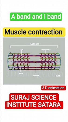 muscle contraction 3D animation