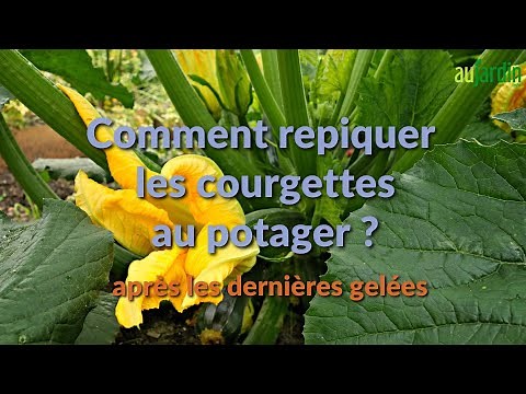 Comment REPIQUER les COURGETTES au POTAGER ?