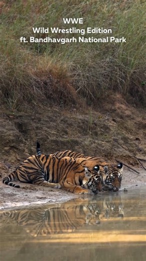 Madhya Pradesh Tourism on Instagram: "Who needs WWE when Bandhavgarh’s tigers host their own jungle face-off? Thank you, @prashant_singh_photography, for capturing Bandhavgarh’s big cats in full “sibling rivalry” mode… tumbling, pouncing and turning the forest into their own wild wrestling arena. Only in #MadhyaPradesh, the Tiger State of India, tigers don’t just walk the jungle, they rule it. Raw, unscripted, heart-thumping moments like these remind you what the wild truly feels like. Feel the