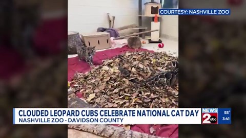 Clouded leopard cubs at the Nashville Zoo celebrate National Cat Day