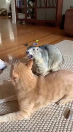 Unexpected Animal Reactions: Surprising Moments in the Wild