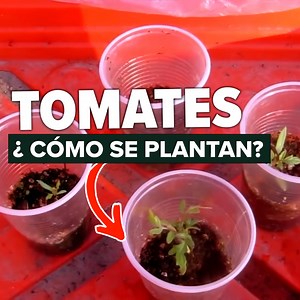 Primeros pasos para plantar tomates con éxito 🍅 | Cosas del Jardin