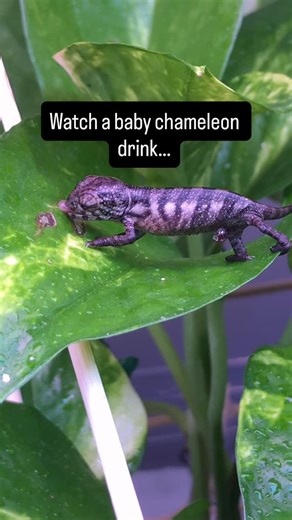 FramsChams | Panther Chameleons on Instagram: "Hatchling Nosy Be panther chameleon taking slow sips from fresh leaves 💧🦎 This is why misting matters. . . . #chameleon #nosybe #reptilesofig #oddlysatisfying #animalsofig"