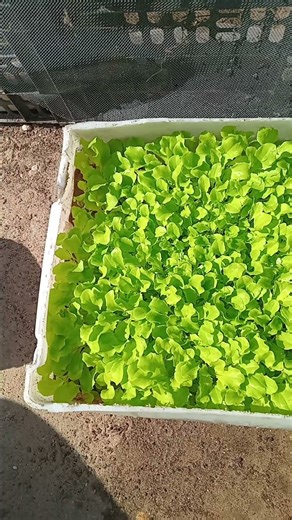 La croissance de ma culture hors sol : étape par étape