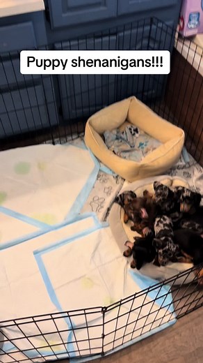 Hilarious Dachshund Puppies: Funny Moments to Enjoy